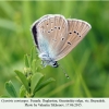 cyaniris semiargus female daghestan